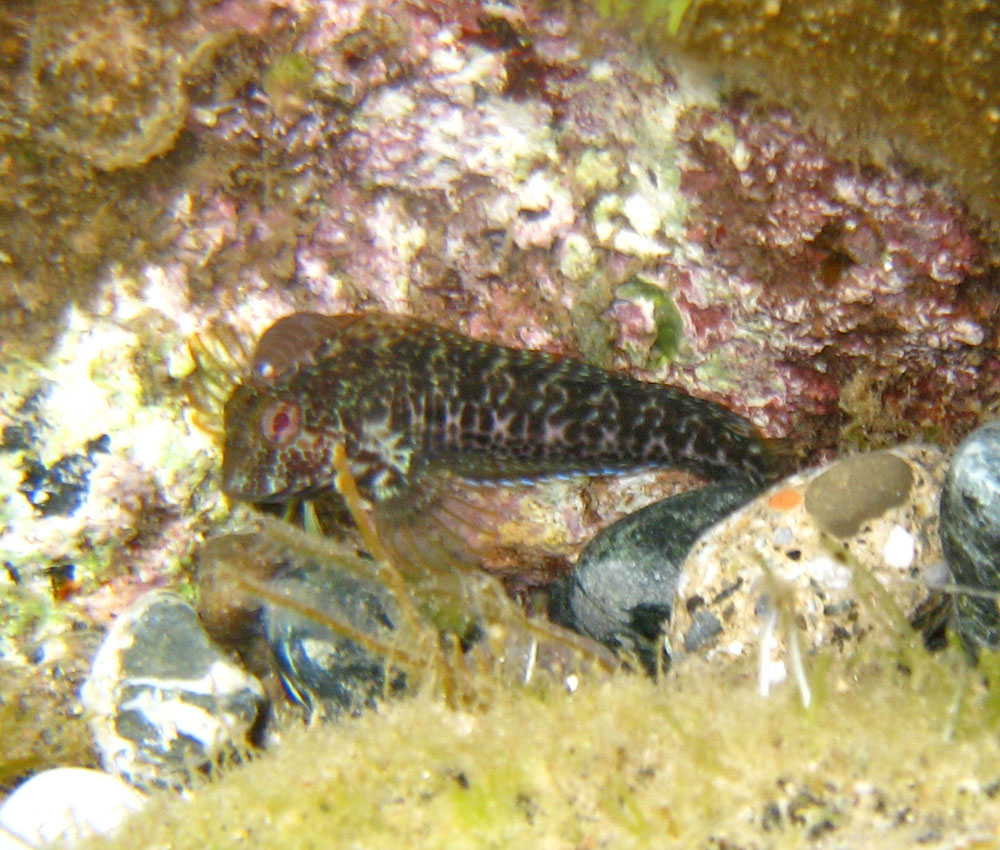 Blenniidae (Parablennius pilicornis)